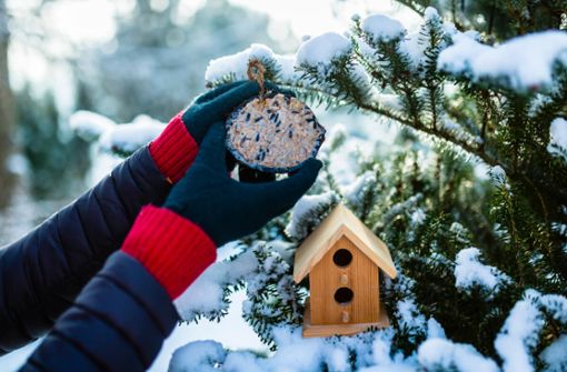 Besonders zur kalten Jahreszeit finden immer weniger Vögel Futter in der Natur, weshalb Sie sich im Winter besonders auf die von Ihnen gemachten Leckereien freuen.