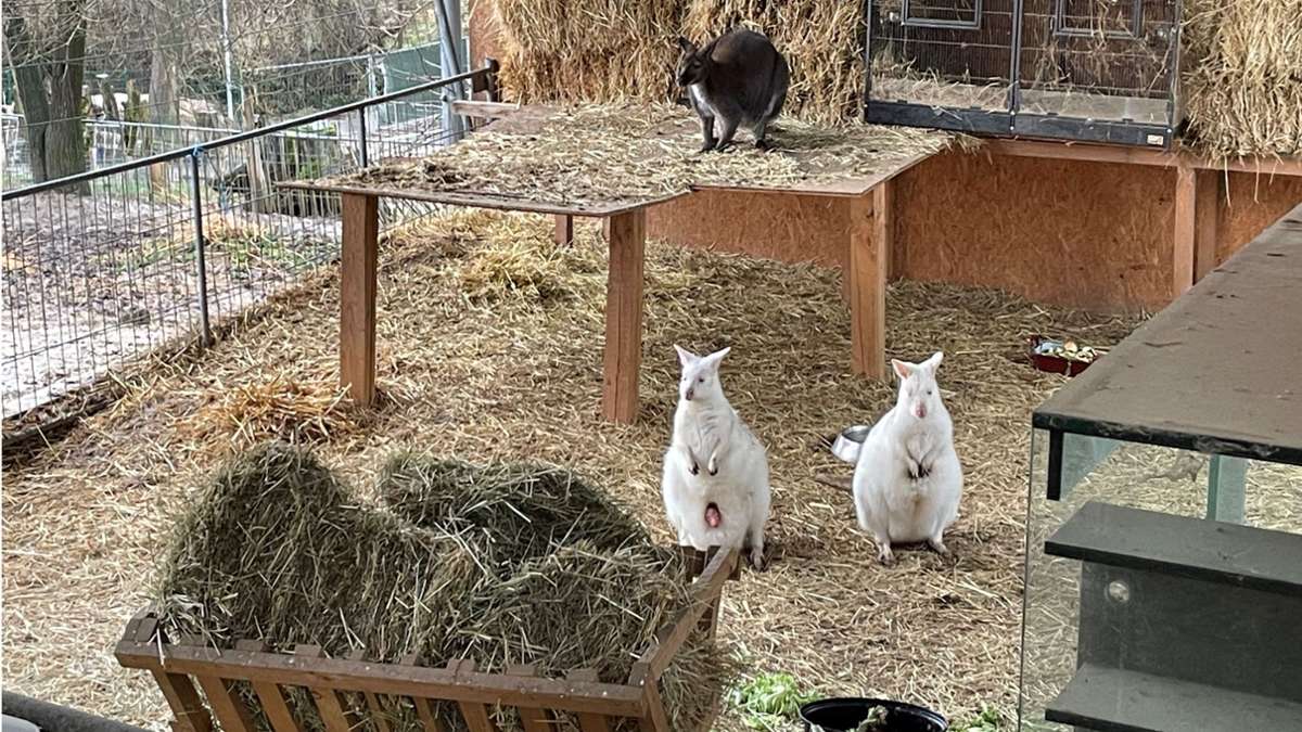 Tiere tot in Gehege entdeckt: Zwei Kängurus im Tierpark Göppingen gerissen