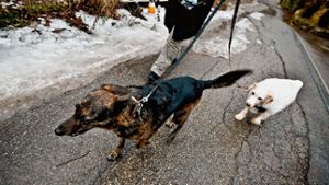 Bruno und Melina, den beiden Hunden von Caren Pilz, geht es wieder gut, nachdem sie Gift gefressen hatten Foto: Piechowski
