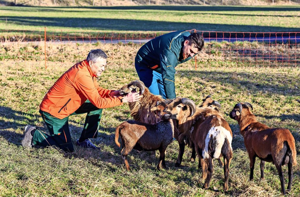Leben kann  Daniel Vogel (links) nicht von der Schafzucht. Die Zahl der Tiere ist viel zu gering. Aber seine Herde soll noch kräftig wachsen. Foto: Thomas Krämer