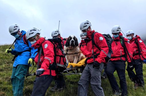 Daisy wollte am höchsten Berg Englands nicht mehr weiter. 16 Helfer der Bergwacht eilten zu Hilfe. Foto: AFP/HANDOUT