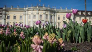Tulpen, Narzissen und Hyazinthen bilden die bunte Kulisse für das Residenzschloss in Ludwigsburg. Foto: dpa