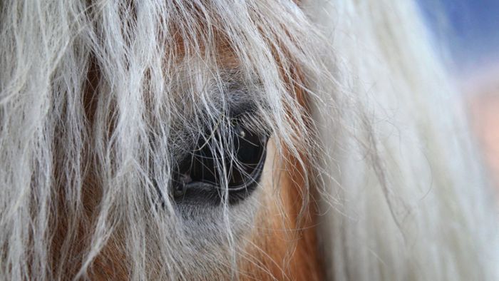 Pferde müssen nach Virusinfektion getötet werden