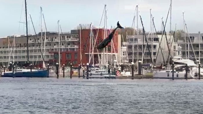 Delfin springt in Lübecker Bucht durch das Wasser