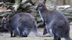 Die Polizei in Rheinland-Pfalz sucht nach einem Artgenossen dieser putzigen Tiere. Ein Känguru ist seit Mittwoch abgängig. (Symbolfoto) Foto: dpa