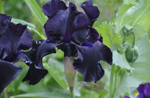 Die Iris zählt mit ihren großen Einzelblüten zu den auffälligen Gartenpflanzen. Foto: Emily