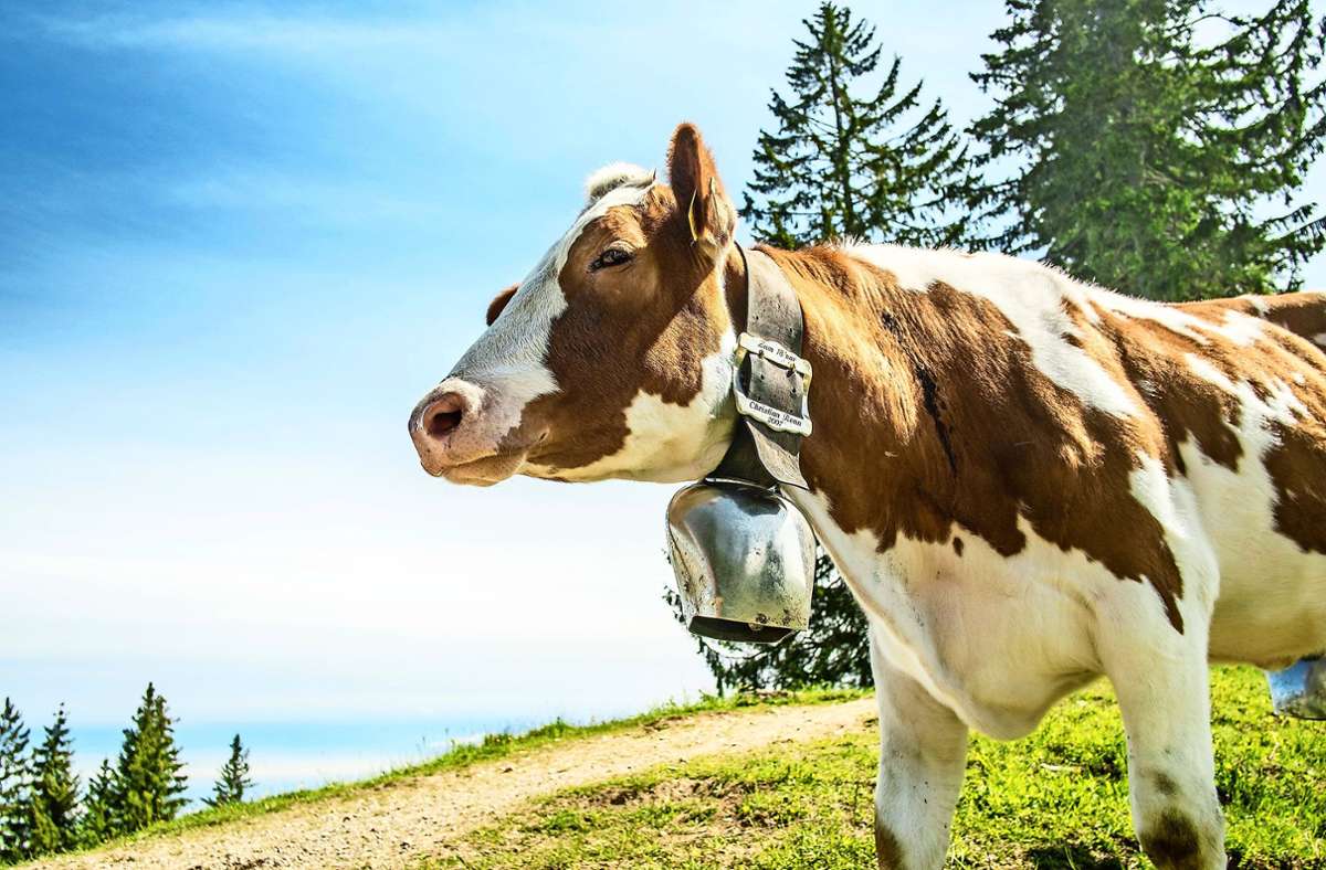 Die Milch der Kuh kommt bei vielen Verbrauchern nicht mehr gut an. Foto: imago images//Bruno Kickner