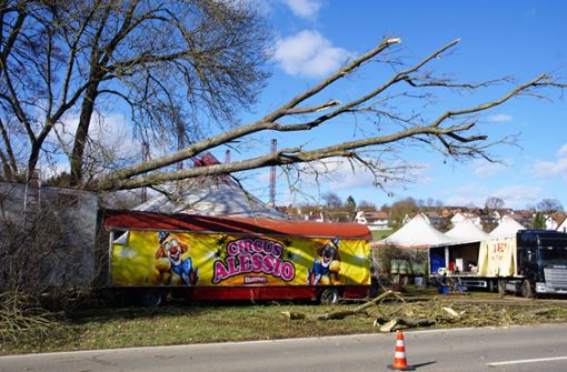 Der umgestürzte Baum verfehlte das Zirkuszelt nur knapp. Foto: SDMG