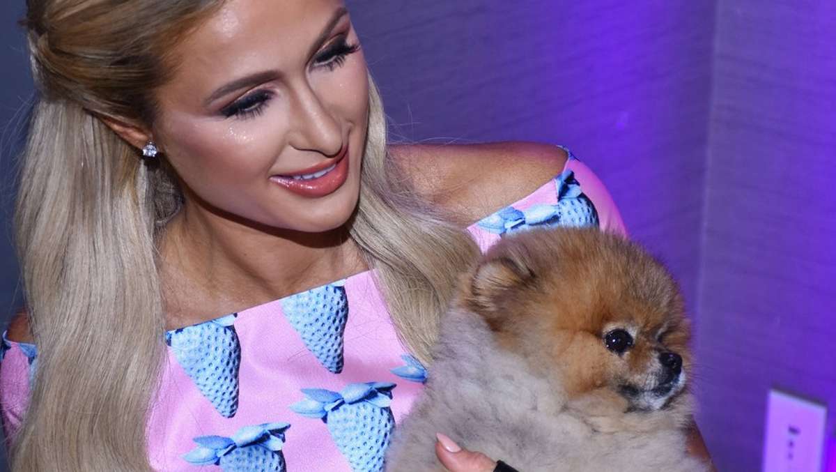 Paris Hilton : Hotelerbin trauert um ihren Hund
