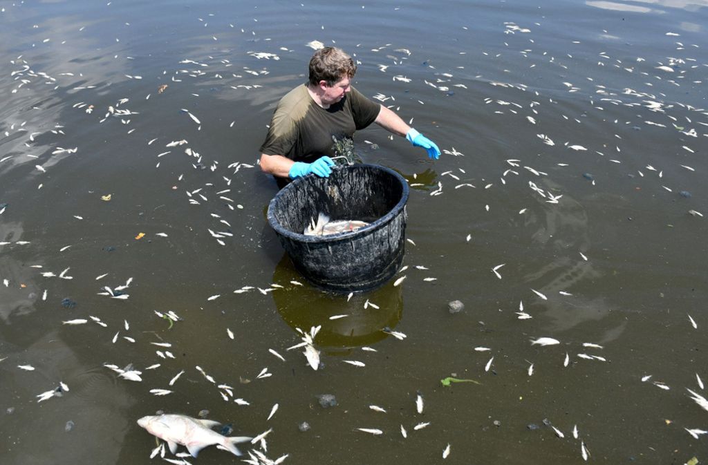 Fast 20 Tonnen Fische sind im Stausee Rötlen bei Ellwangen durch die Hitze gestorben.