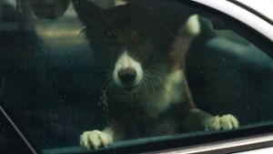 Polizisten befreien Hund aus überhitztem Auto