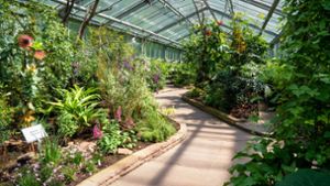 Im Wechselschauhaus der Stuttgarter Wilhelma ist derzeit die exotische Pflanzenwelt Afrikas zu erleben. Foto: Wilhelma/Lisa-Marie Grimmer