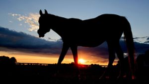 Pferde büxen bei Fotoshooting aus