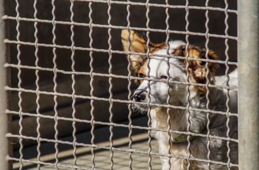 Noch ein bisschen müssen sich die Tierheim-Hunde in Esslingen noch gedulden. Das neue Tierhaus befindet sich  noch im Rohbau. Foto: SDMG