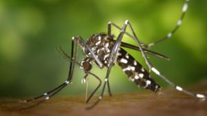 Die Asiatische Tigermücke verbreitet sich zunehmend auch in Deutschland, besonders im Osten und in Bayern. Sie kann Krankheitserreger übertragen, zum Beispiel das Chikungunya- und das Dengue-Virus. Foto: dpa/James Gathany