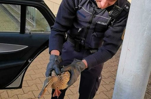 Die Ente wurde zur Dienststelle gebracht, bevor sie der Tiernotrettung übergeben wurde. Foto: Facebook Polizei Ludwigsburg