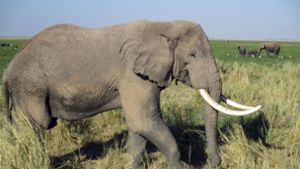 Elefant in Uganda tötet kleinen Jungen