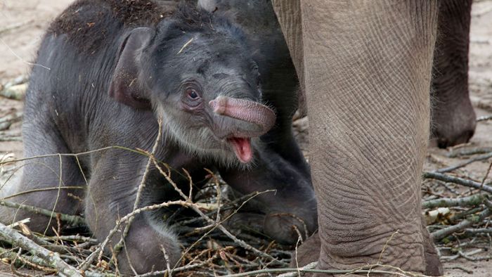 Süßes Elefanten-Baby macht erste Schritte