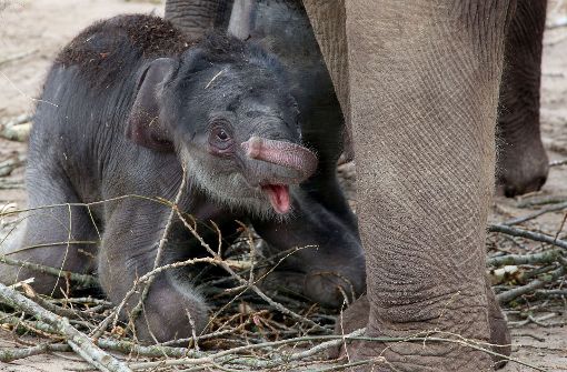 Der kleine Elefantenbulle darf im Kölner Zoo schon mit den anderen Elefanten ins Außengehege. Foto: dpa