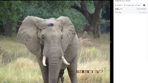 Elefant überlebt Schuss in den Kopf