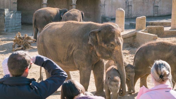 Direktor der Wilhelma verteidigt ähnliche Elefantenhaltung