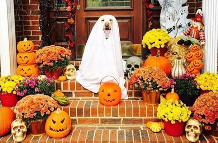 Halloween-Verkleidungen für Hunde: Bello als Geist oder leckerer Hotdog