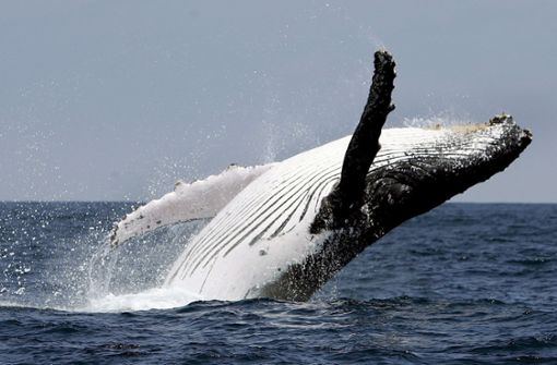 In Kalifornien kann man Buckelwale aus nächster Nähe beobachten. Foto: dpa