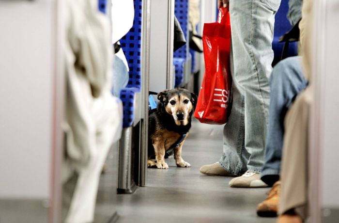 Deutschlandticket in Stuttgart und Region: Was für die Hundemitnahme im VVS-Gebiet gilt