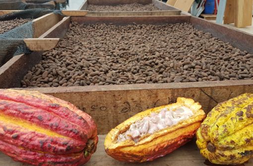 Erste Ernte auf El Cacao: vorne die reifen Früchte, hinten getrocknete Kakaobohnen Foto: StZ