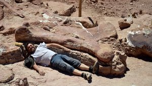 Mannshoch ist der Oberschenkelknochen des Dinosauriers.  Foto: Museo Egidio Feruglio