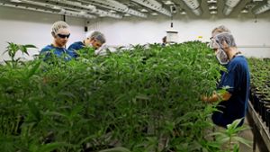 In den Gewächshäusern  von Canopy im kanadischen Smith Falls bearbeiten Mitarbeiter  Cannabispflanzen. Foto: PA Wire