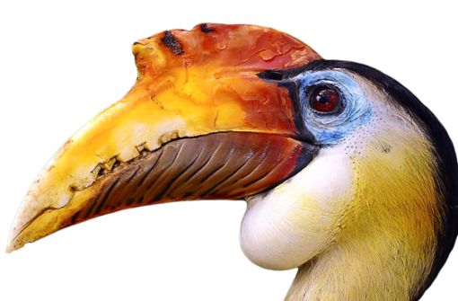 Nashornvögel haben beeindruckende Farben und  Schnäbel. Foto: imago/imagebroker