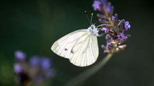 Die Hitze hat dafür gesorgt, dass sich Schmetterlinge prächtig entwickeln konnten. Foto: dpa