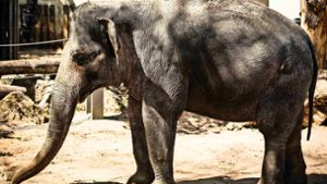 Die Elefanten in der Wilhelma sollen ein neues Gehege erhalten. Foto: Lichtgut/Max Kovalenko