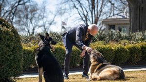 Von Lassie bis Commander – diese Hunde kennt wahrscheinlich jeder