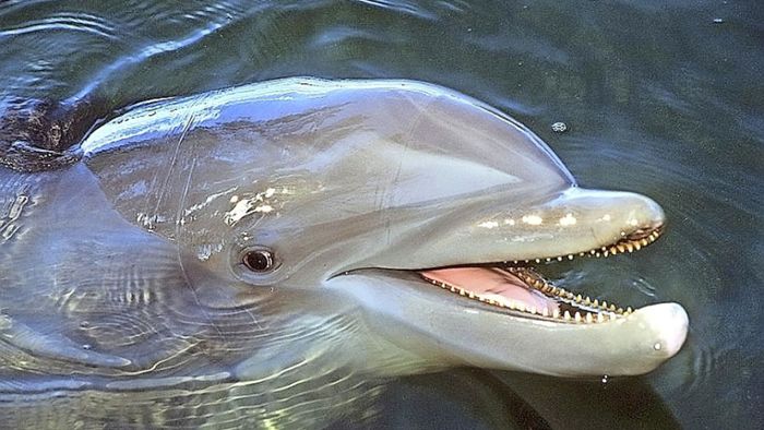 Achtung, bissiger Delfin – Behörden warnen Badegäste