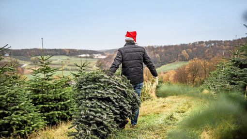 Egal ob direkt beim Weihnachtsbaumerzeuger, im Hofladen oder im Baumarkt: Der Weihnachtsbaum ist teurer geworden. Foto: IMAGO/Funke Foto Services/IMAGO/Lars Heidrich