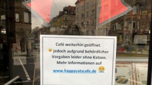 Ohne Katzen wenig Geschäft im Happy Cats Café im Stuttgarter Westen. Foto: StZN/Kathrin Haasis