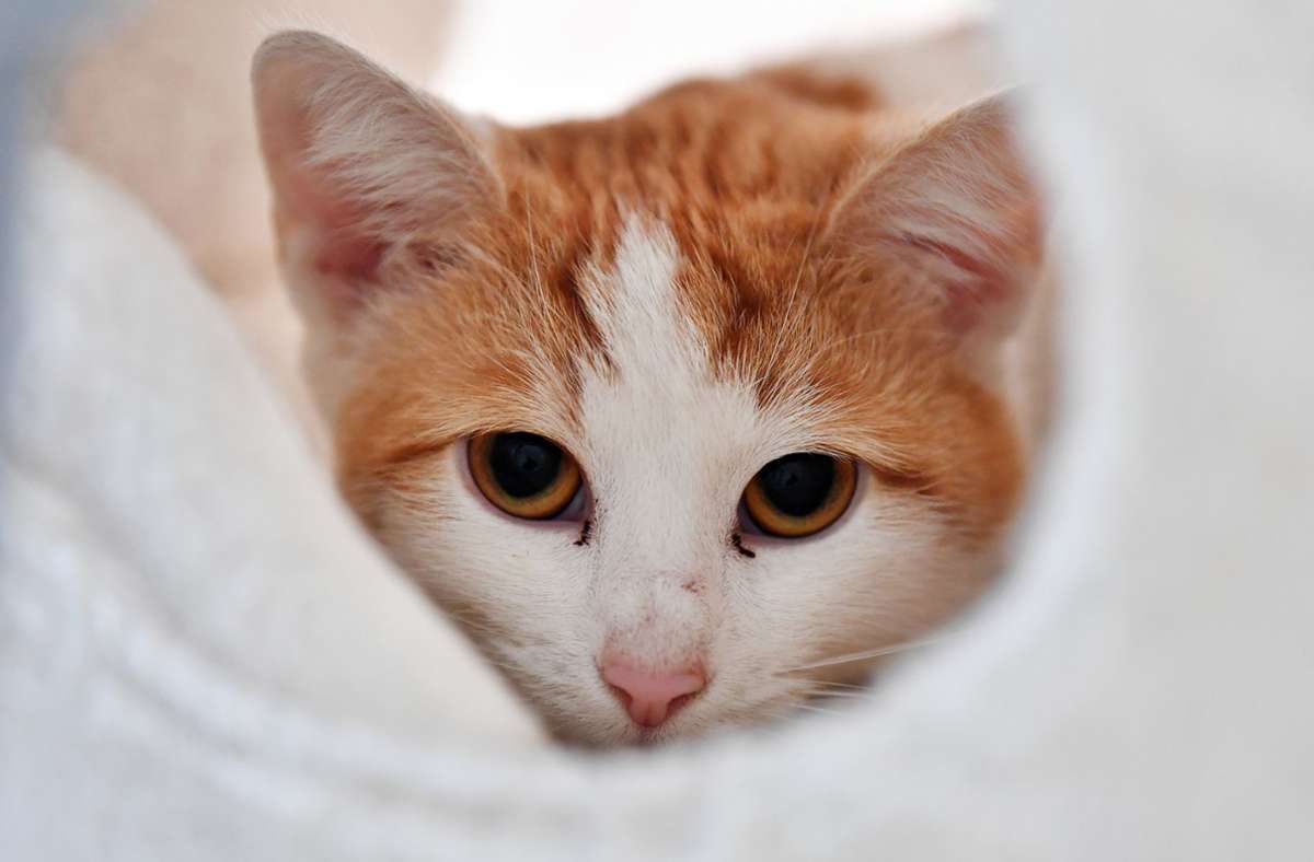 Katzen haben von Geburt an einen ausgeprägten Klettertrieb. Foto: dpa/Martin Schutt
