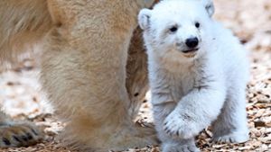 Zusammen mit seiner Mutter erkundet  das Eisbärenbaby die Außenanlage. Foto: dpa
