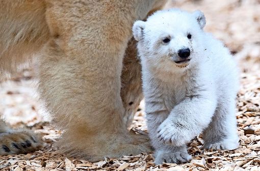Zusammen mit seiner Mutter erkundet  das Eisbärenbaby die Außenanlage. Foto: dpa