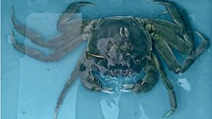 Die gerettete Krabbe hat nur zwei Tage in Sicherheit weitergelebt. Foto: Dominic Urschler