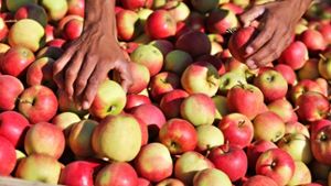 Wie kann man Lebensmittel richtig lagern? Äpfel fühlen sich bei Temperaturen von einem bis drei Grad am wohlsten. Foto: dpa