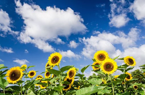Über das sommerliche Wetter im Spätsommer freuen sich auch die Sonnenblumen. Foto: IMAGO/Zoonar/IMAGO/Zoonar.com/calado