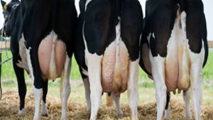 Die Misere der Milchbauern