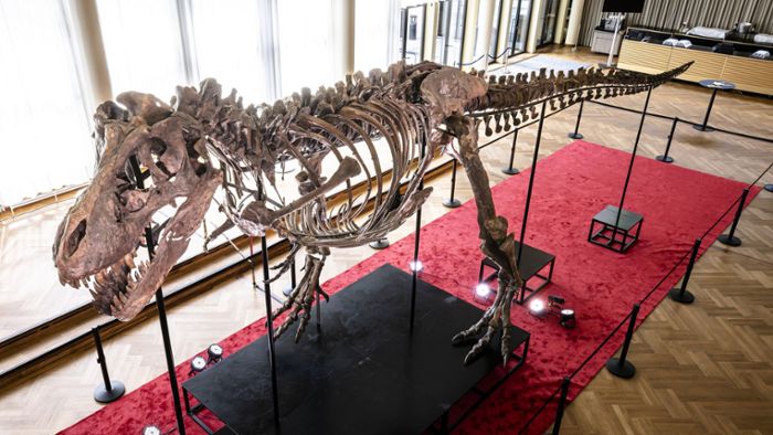 T. rex-Skelett wird in Zürich versteigert
