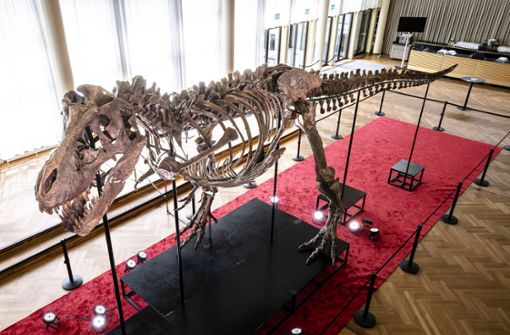 Dieses Skelett eines Tyrannosaurus rex wird in Zürich versteigert. Foto: dpa/Michael Buholzer