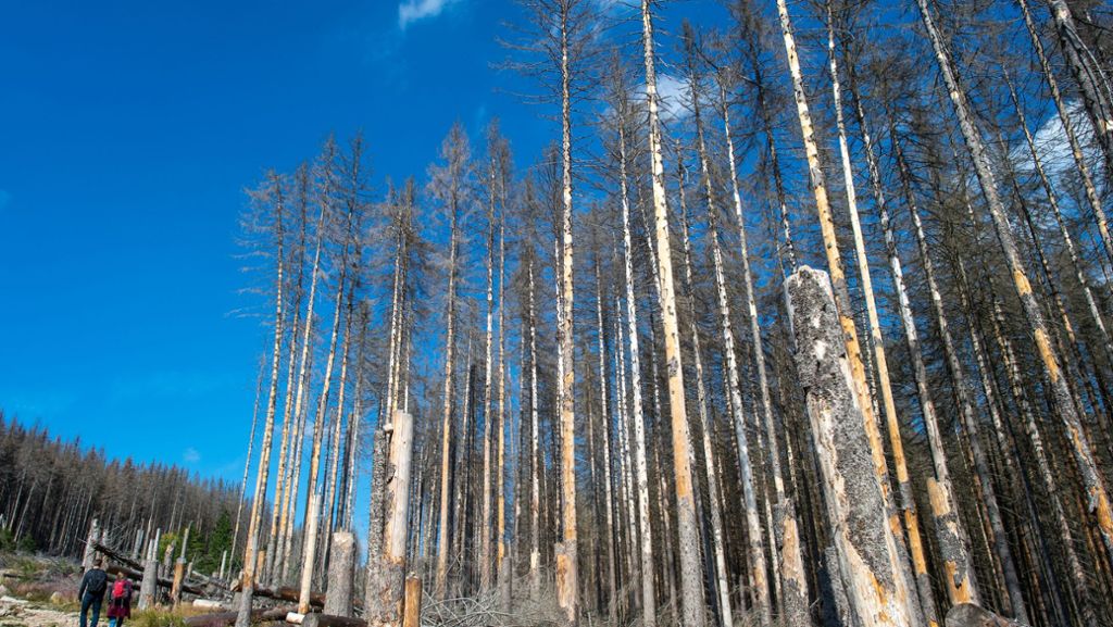 Wälder in  Deutschland: Waldschäden haben sich dramatisch  verschlimmert