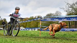 Von seiner Labradorhündin Lotta wird Andreas Böhm mit dem   Roller – oder auch mal mit dem Mountainbike –  im Gelände über Stock und Stein gezogen. Foto: Harzfuchs/Hundestars
