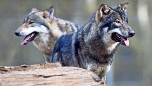 Wölfe – hier Tiere in einem Wildpark – sind in Deutschland auf dem Vormarsch. Foto: dpa/Carsten Rehder